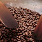 Catuaí, o café que revela herança do mundo indígena
